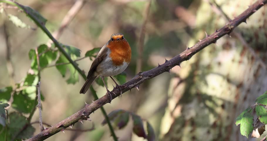 Slow Motion Robin flying off Bramble Bush, Suffolk, UK