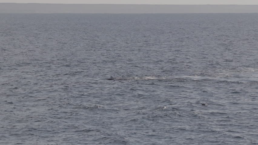 Southern right whale Eubalaena australis swimming in clear waters of Puerto Madryn, Chubut, Argentina, drone following marine wildlife in natural Patagonian habitat