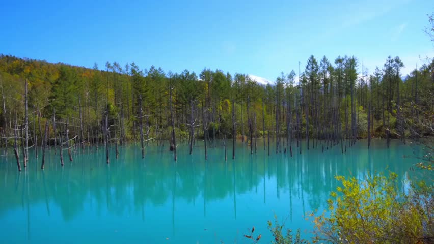 Blue pond in Biei Hokkaido Japan with submerged trees and clear blue sky above