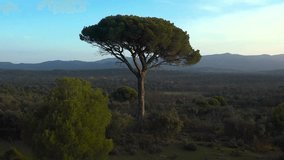Aerial drone shot moving forward toward a majestic stone pine (Pinus pinea) surrounded by Mediterranean shrubs and trees under a golden hour sky with soft clouds and distant mountain silhouettes. - Powered by Shutterstock - Get 15% off with code: PIKWIZARD15