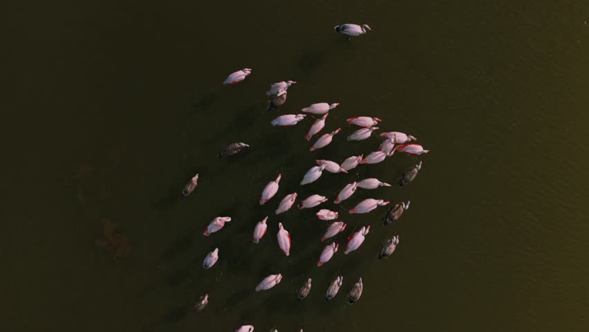 Group of flamingos walking in shallow lagoon water, elegant movements captured from above.