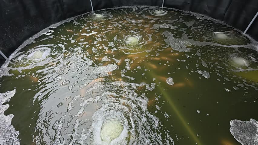 Small fish seedlings are raised in a canvas pond. They are carefully monitored and given nutrient-rich food to ensure healthy growth before being transferred to a larger pond when ready.