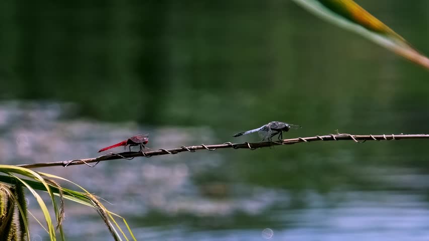 A red dragonfly and a blue-gray dragonfly are perched together on a thin, spiraling branch over the calm water of a pond, with a soft-focus green foliage background.