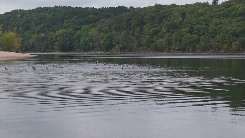 Group of ducks and geese at Saint Croix River, Minnesota Wisconsin