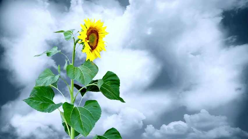 Bright yellow sunflower stands tall against a dramatic cloudy sky in the daytime