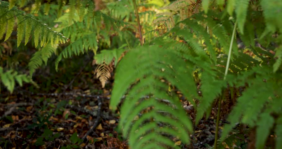 A forest with a lot of ferns and trees with bright sunlight rays shinning through. The trees are lush green and the floor is full of leaves and plants