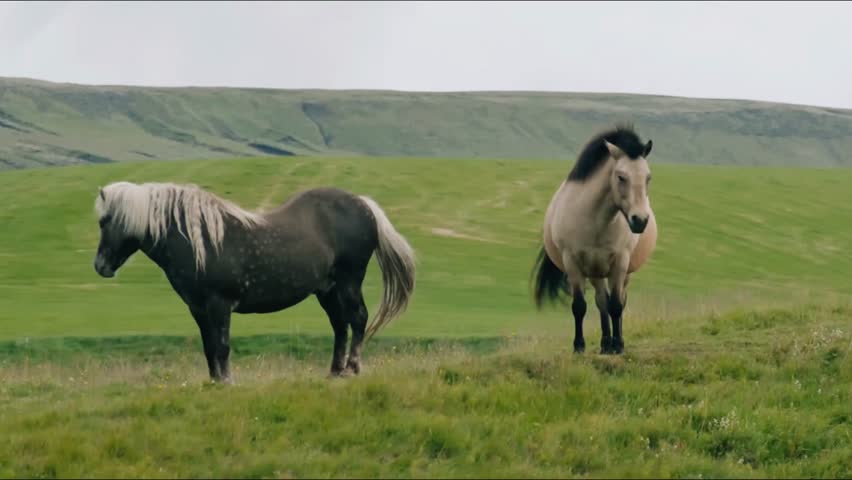 Experience the untamed spirit of wildlife with two majestic horses roaming a windswept meadow near the Atlantic. A pure adventure of freedom and nature