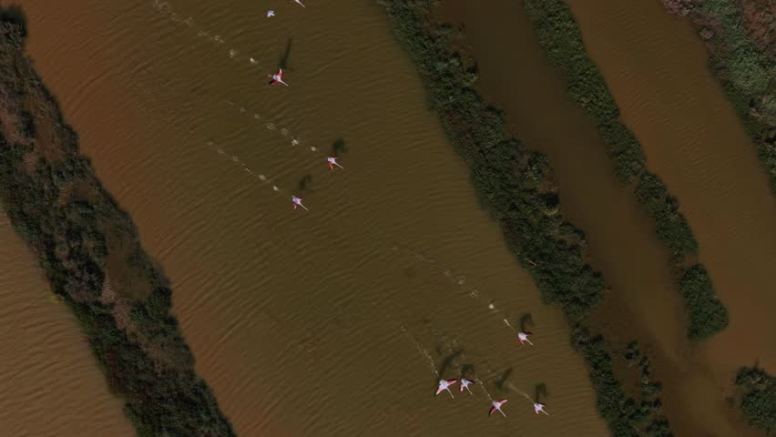 Slow-motion aerial shot of flamingos wading and flying together in a tranquil lagoon landscape.