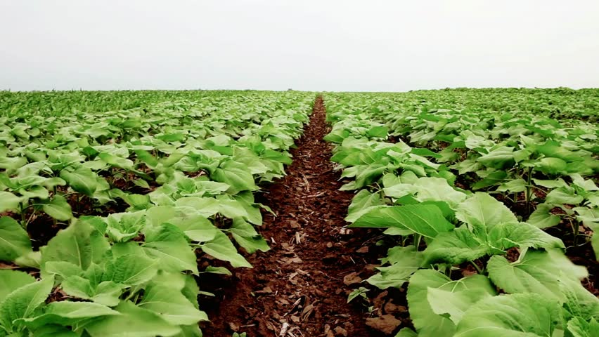 Rows of young sunflowers stretch to the horizon in a vast agricultural field