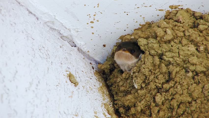 A poignant moment of nature as a parent bird returns to a muddy nest to feed its hungry, waiting chicks. A story of care and survival in the wild.
