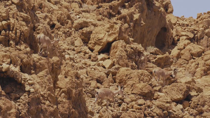 A stark and surprising scene of a deer navigating the muddy, mineral-rich dells near the Dead Sea, showcasing resilient wildlife in a unique landscape.