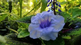Close-up of Delicate Lavender Flower with Purple Center and Rain Drops - Powered by Shutterstock - Get 15% off with code: PIKWIZARD15