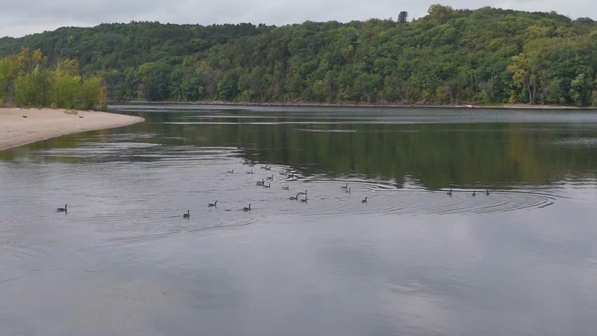 Ducks at Kinnicknnic State Park at Saint Croix River in Wisconsin Minnesota boarder.
