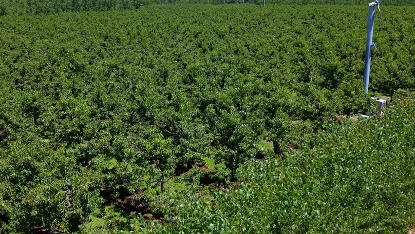 Lush cherry orchard in Cromwell, New Zealand, vibrant and serene landscape