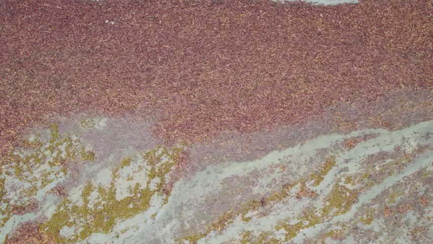 Low Tide, Dried Red and Yellow Seaweed, Sand, Grass, near to the Forest in Grand Makasti, Anticosti Island, Quebec, Canada