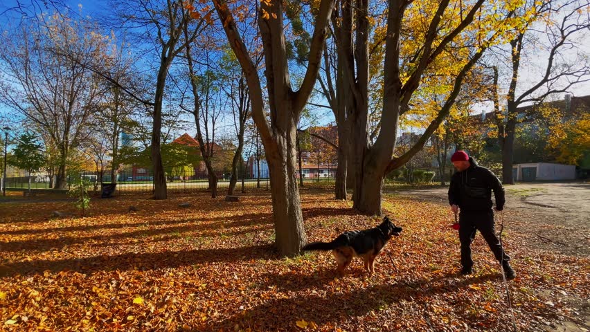A man holding a red toy trains a German Shepherd dog in a park full of colorful autumn leaves with sunlight filtering through trees under a clear blue sky