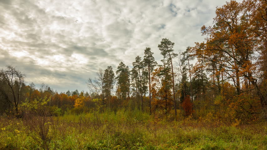 TImelapse with autumnal landscape. Wild meadow and forest under cloudy sky.