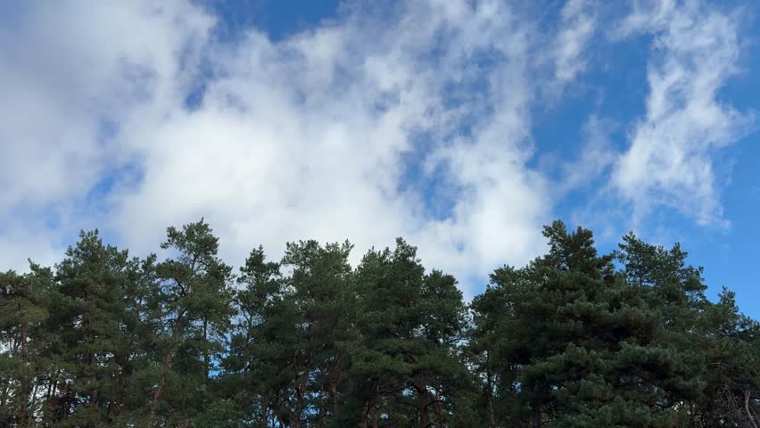 Clouds over the forest trees.