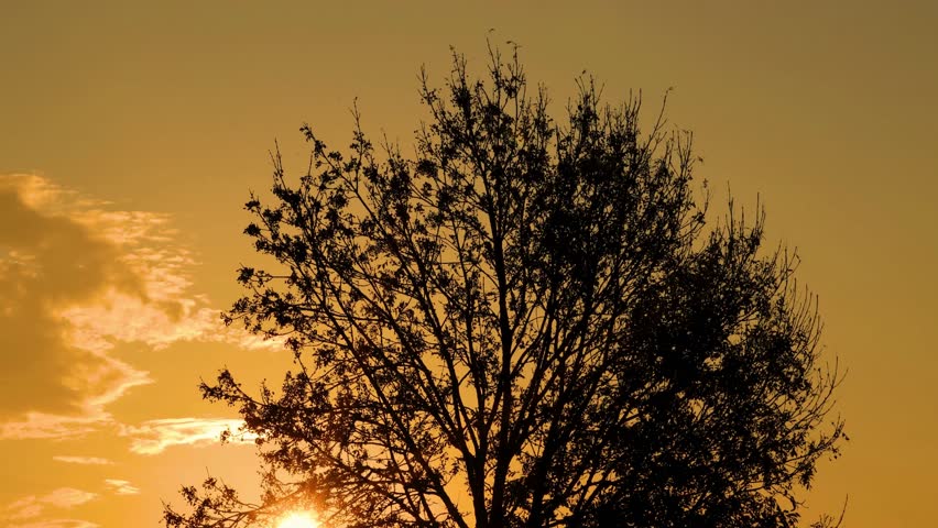 Tree Silhouette with Sunlight at Sunset