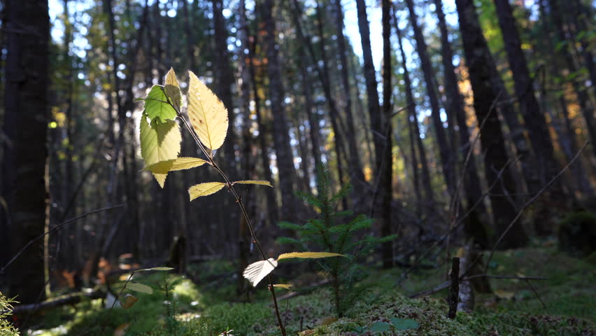 Close-up pan of forest elements in warm autumn sunset light in Mauricie, Quebec, Canada. Vibrant foliage, moss, and forest textures create a peaceful natural scene.