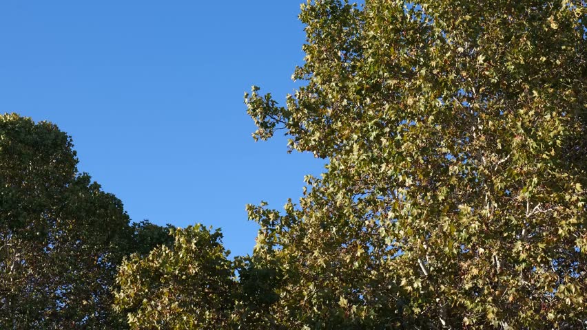 Beautiful autumn trees under clear blue sky