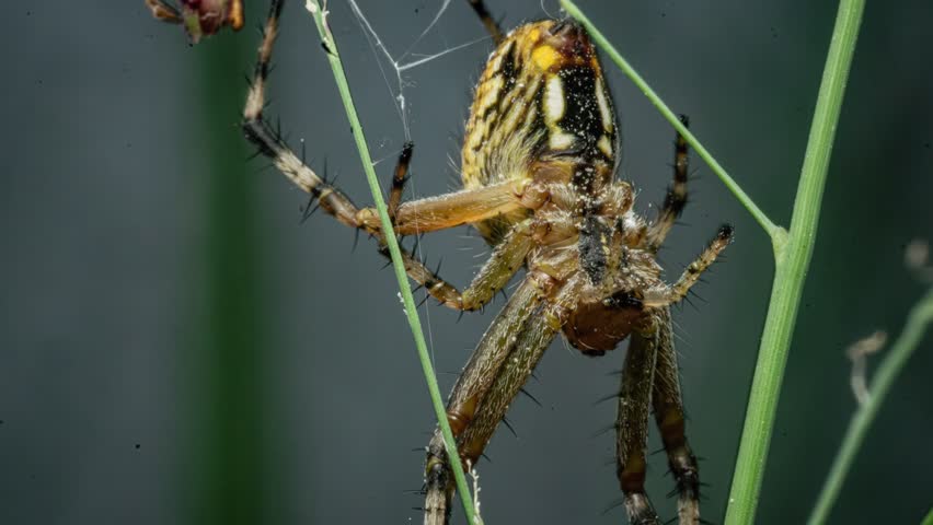 Orb-Weaver Garden Spider. Close-up, Macro