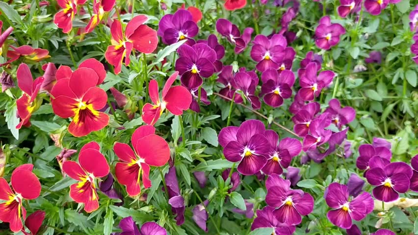 Red and purple violas in full bloom swaying in a gentle spring breeze, vibrant multicolored flowers with fresh green leaves in a garden bed, ideal for floral and gardening themes.