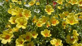 Bright yellow Portulaca flower field shimmering in summer sunlight, vibrant ground cover blossoms with fresh green succulent foliage in a cheerful garden scene. - Powered by Shutterstock - Get 15% off with code: PIKWIZARD15