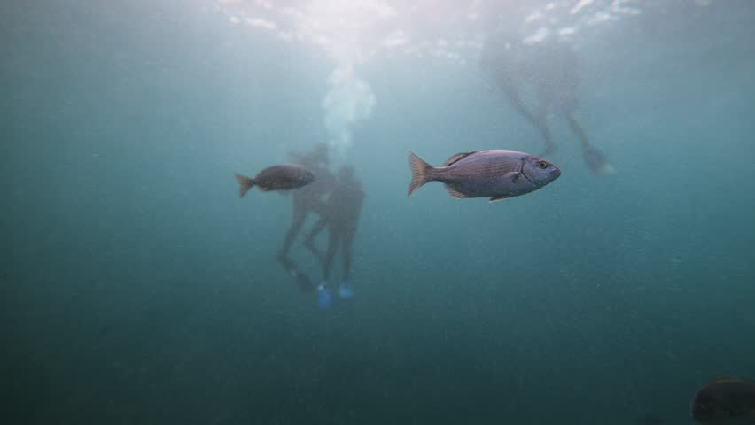 Colorful fish swim gracefully in the foreground while scuba divers appear blurred in the background. A serene underwater moment capturing marine life and human presence in soft focus.