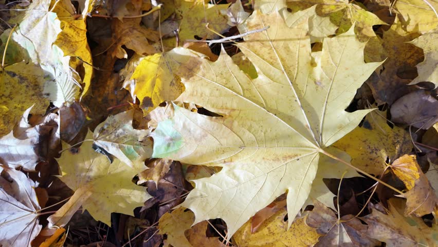 Fallen autumn leaves form a colorful natural pattern on ground. Great for mindfulness, spa, and calm cinematic backgrounds.