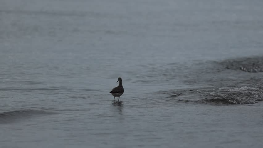 a greater yellowlegs wading on water shoreline