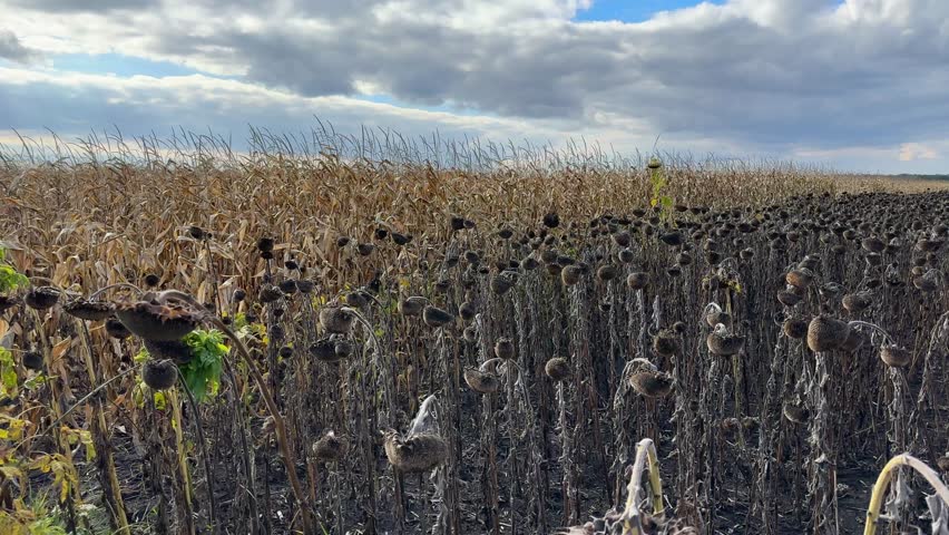 Field of ripe sunflowers with withered stems and dry heads against the adjacent corn field and sky, view while panning in autumn sunny day
