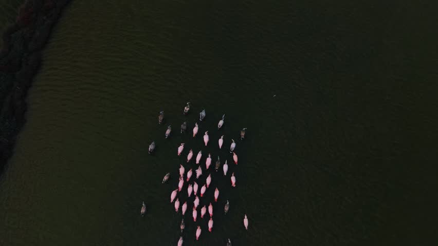 Flamingos feeding and wading side by side in calm lagoon water, aerial slow-motion perspective.