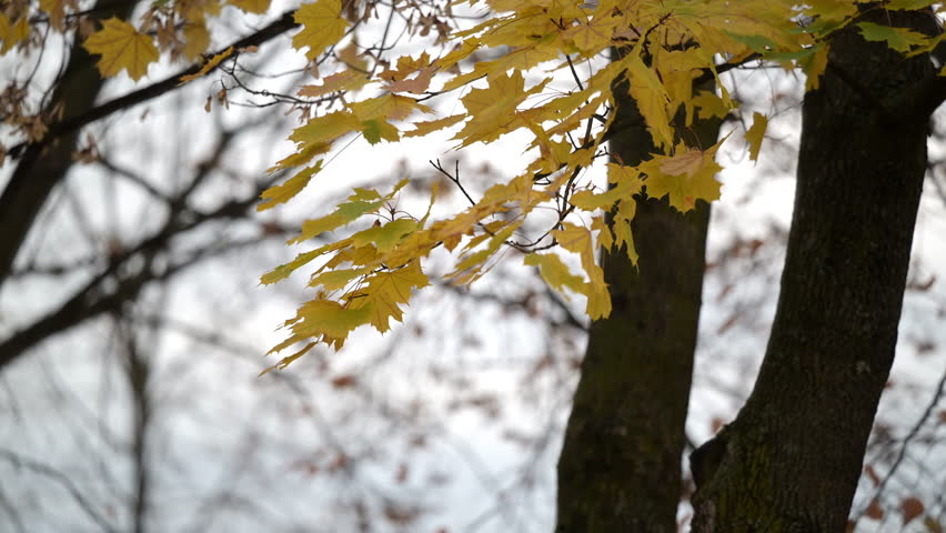 Yellow maple leaves on tree in overcast light