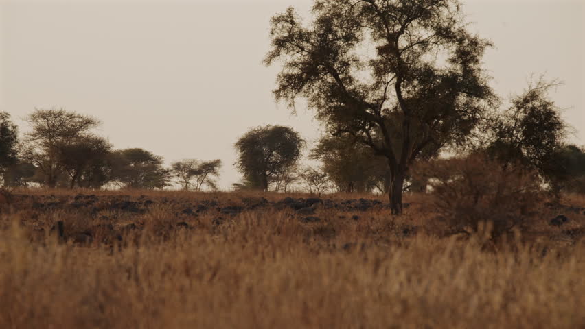 Dry African Savannah Landscape Kenya