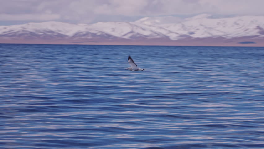 Seagull Flying Over Blue Lake with Snow Mountains 