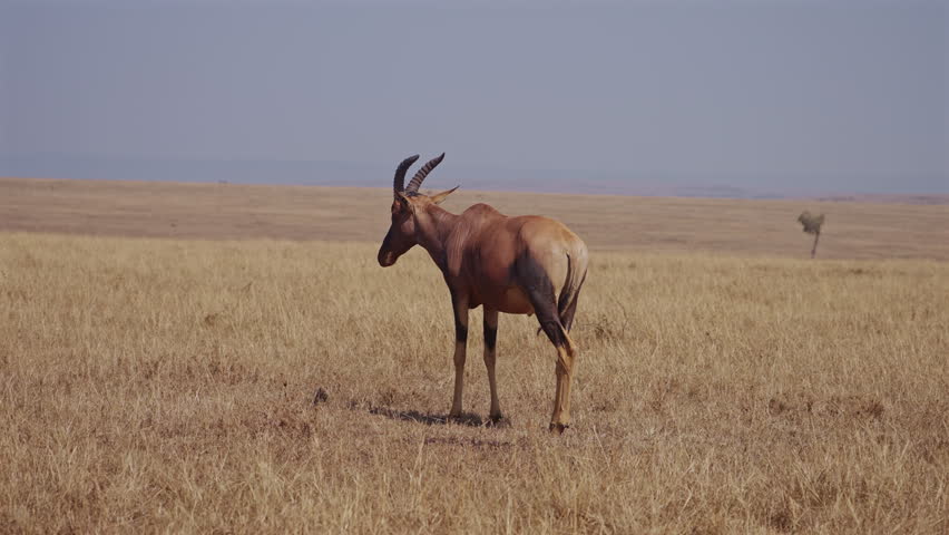 African Antelope Standing in Dry Grass