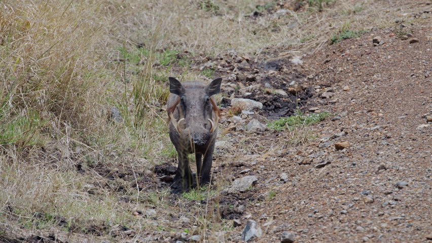 Wild Boar Throwing Dirt while Digging