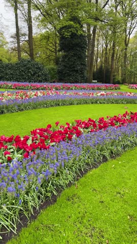 Colorful growing red, pink, red, violet tulips flowerbed in spring formal garden