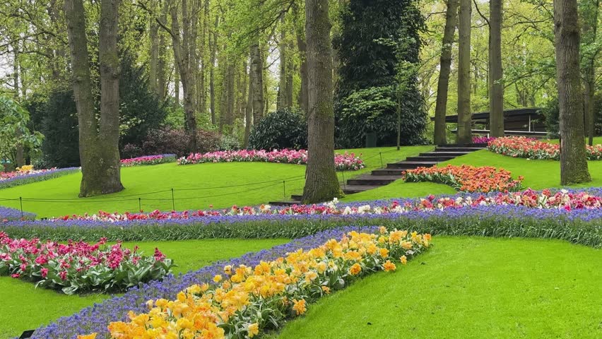 Colorful growing red, pink, red, violet tulips flowerbed in spring formal garden