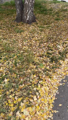Yellow leaves on the grass and asphalt near birch trunks