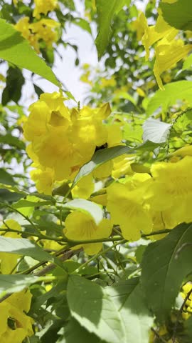 The bee pearched on yellow flowers 
