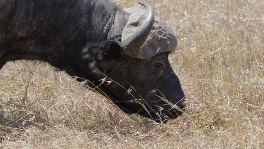 Cape buffalo with curved horns lowers head to graze on sparse yellow dry grass in open savanna of Ol Pejeta Conservancy Kenya under daylight.