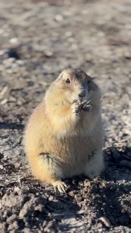 Prairie Dog Eating and Scrounging for Food in the Badlands, South Dakota