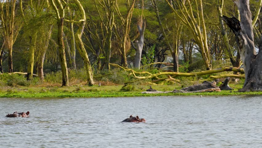 Two Hippos swim and surface in the murky waters of Lake Naivasha Kenya with only their large eyes and nostrils visible for breathing.
