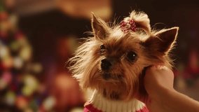 Christmas dog, Cute Yorkshire Terrier in red outfit poses on wooden stool beside decorated Christmas tree, Perfect for New Year, winter holidays - Powered by Shutterstock - Get 15% off with code: PIKWIZARD15