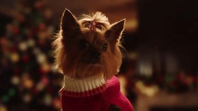 Christmas dog, Cute Yorkshire Terrier in red outfit poses on wooden stool beside decorated Christmas tree, Perfect for New Year, winter holidays - Powered by Shutterstock - Get 15% off with code: PIKWIZARD15