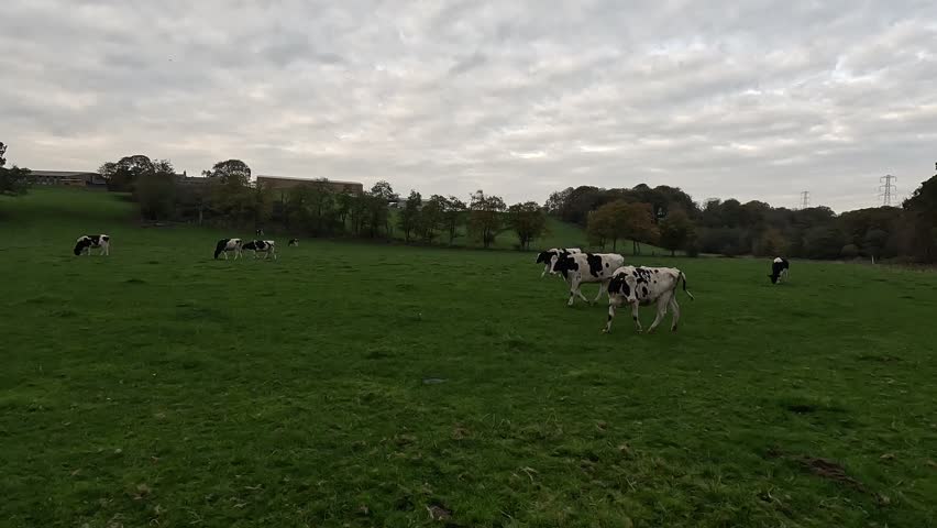 Scotland – October 22nd 2025: Black and white cows grazing in a grassy field in the Scottish countryside, under overcast skies.