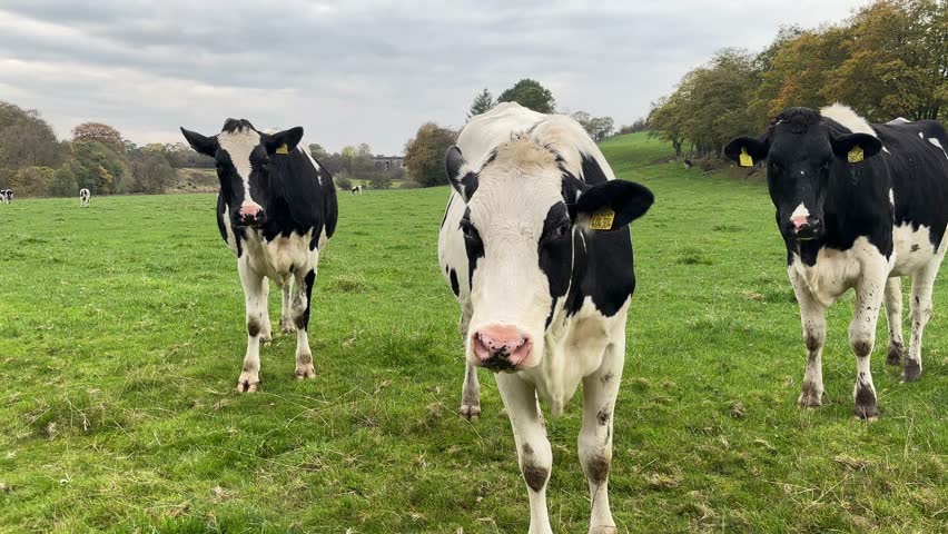 Scotland – October 22nd 2025: Black and white cows grazing in a grassy field in the Scottish countryside, under overcast skies.