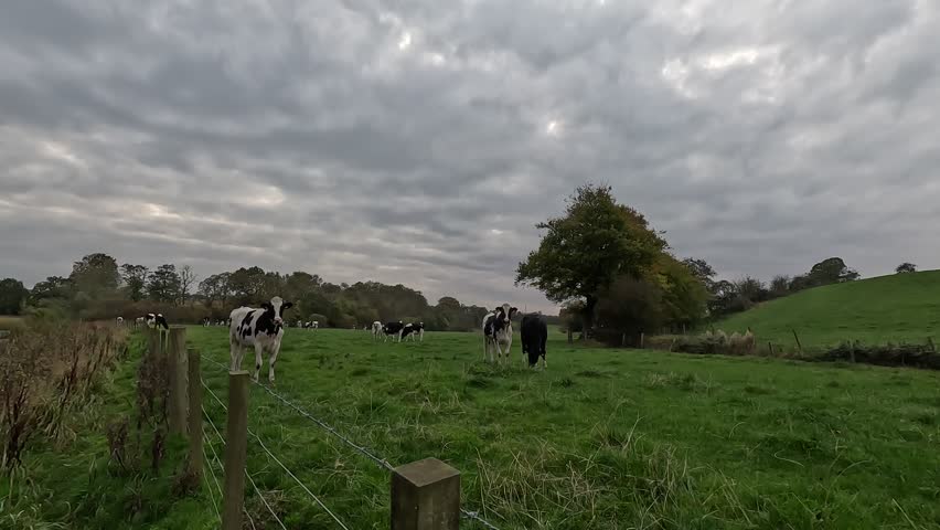 Scotland – October 22nd 2025: Black and white cows grazing in a grassy field in the Scottish countryside, under overcast skies.